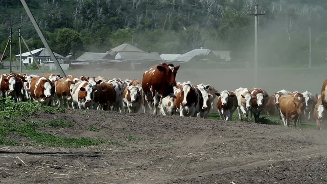 Dairy cows returning from the pasture to the farm