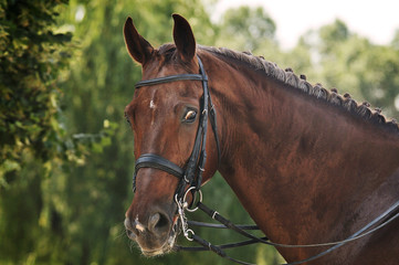 Red dressage horse portrait on green background