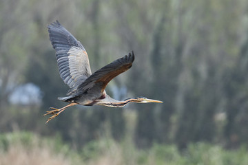 Ave garza imperial volando