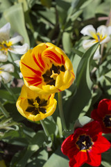 Beautiful yellow and red tulips in the garden