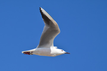 Gaviota Pico fina volando con anillas en las patas