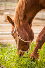 Horse on a farm in a spring meadow