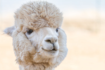 Close up of an alpaca