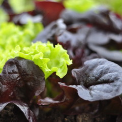  Jeunes pousses de salade , potager 