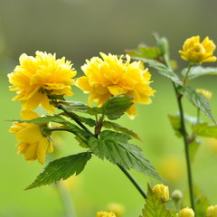 Le Corête du Japon, Kerria japonica