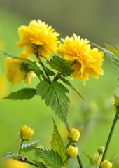 Le Corête du Japon, Kerria japonica