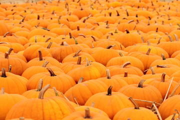 Fototapeta premium Horizontal shot of pumpkin patch