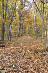 Woods in Autumn 