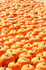 Pumpkins in a pumpkin patch