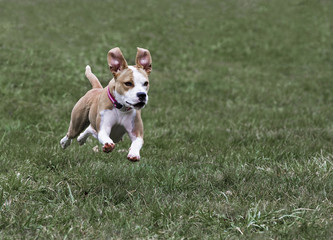 Boxer Pit Bull mixed breed dog running in grass