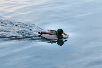 Fuschlsee in the Salzkammergut, Austria, 2016
