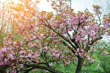 Branches of cherry tree blossoms