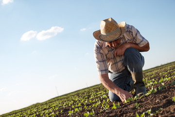 Senior farmer in a field examining crop.