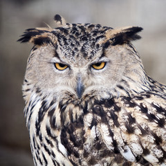 owl portrait