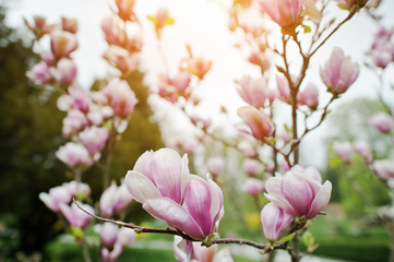 Branches de fleurs de magnolia blanches et roses