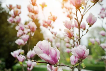 Store enrouleur occultant sans perçage Magnolia Branches de fleurs de magnolia blanches et roses