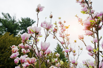 Branches of white and pink magnolia blossoms