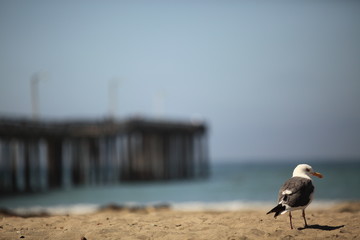 seagull stands on a beach with a background of wharf.