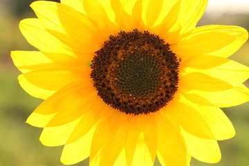 Fototapeta premium sunflower on green field background