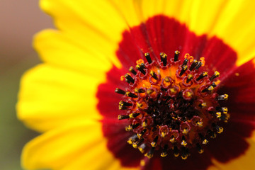 A macro shot of a yellow Cosmos shot against a white background.