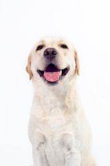 golden labrador - retriever on a white background