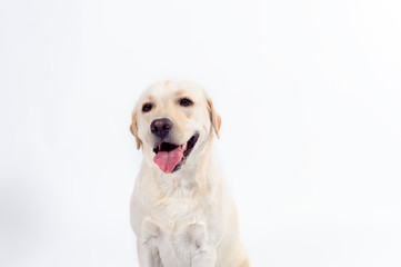 golden labrador - retriever on a white background