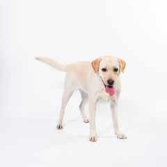 golden labrador - retriever on a white background