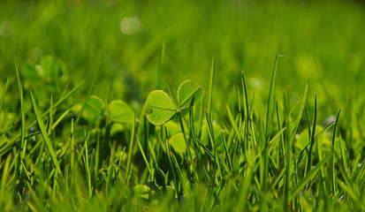 Spring clover leaves in green grass