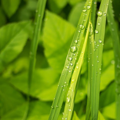 juicy green grass sedge closeup on which after heavy rain remained playing silver drops in the sun