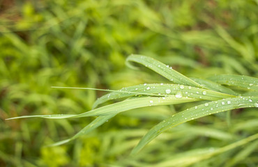 Fototapeta na wymiar juicy green grass sedge closeup on which after heavy rain remained playing silver drops in the sun