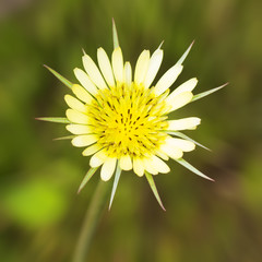 Obraz premium Flower in the Park