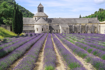 Abbey of Senanque near the village of Gordes in Provence, France with blooming lavender field