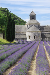 Abbey of Senanque near the village of Gordes in Provence, France with blooming lavender field