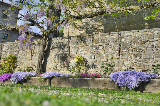 Wisteria and old wall of a Tuscany Church