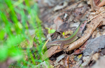 Perfect camouflage of lizard