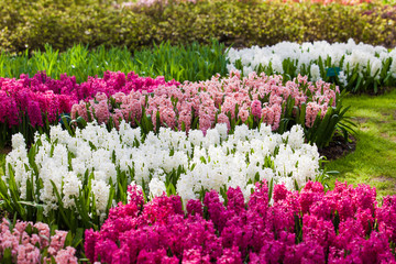 Colorful spring flowers. spring landscape park. Blooming flowers