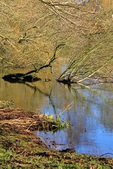 Lakeside with broken tree trunk in the water