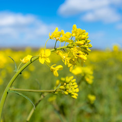 Obraz premium Raps (Brassica napus) Blüte im Frühling