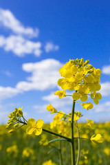 Obraz premium Raps (Brassica napus) Blüte im Frühling
