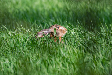 Feldhase (Lepus europaeus) versteckt sich auf einem Feld