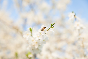 Bee sitting on a white flowering tree in the spring