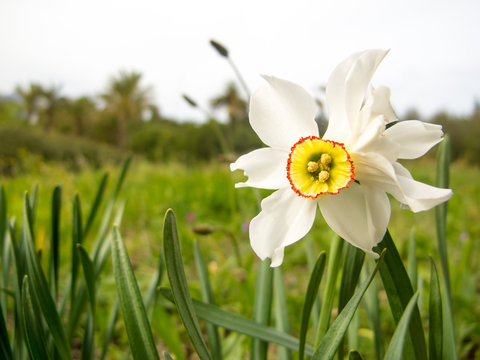 Merlin daffodil (Narcissus 'Merlin')