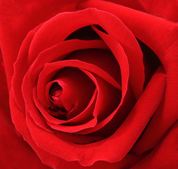 Beautiful Macro Red Rose Flower Background.