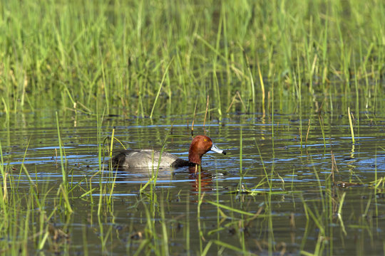 A redhead duck swims within the grassy wetland near Hauser, Idaho.