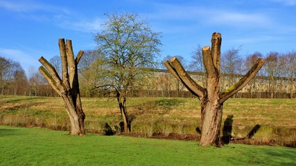 Pollarded trees in a park