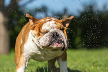 English Bulldog - Refreshing summer ideas