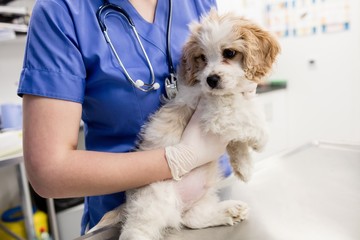 Mid-section of vet holding dog