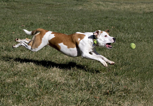 Boxer Labrador Terrier mixed breed dog chasing a ball