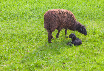 mother sheep and just born lamb