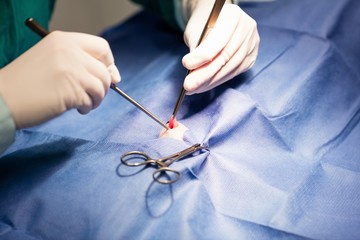 Vet performing an operation on a pet animal